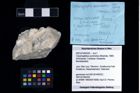 NHMW-GEO-2007z0149-0320_Ol_01.tifCracensigillatus acutirostrus (Moericke, 1889)  (NHMW-GEO-2007z0149-0320)